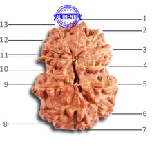 Load image into Gallery viewer, 13 Mukhi Indonesian Rudraksha - Bead No. 239
