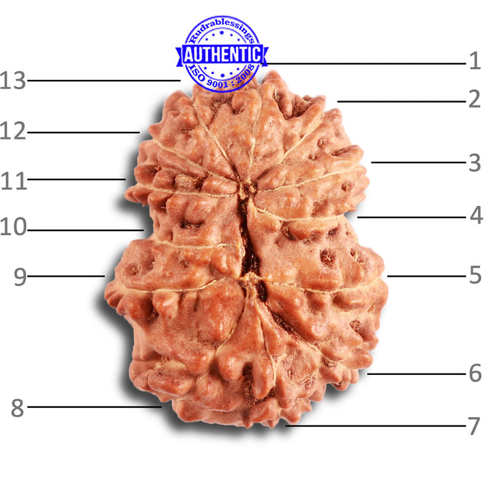 13 Mukhi Indonesian Rudraksha - Bead No. 239