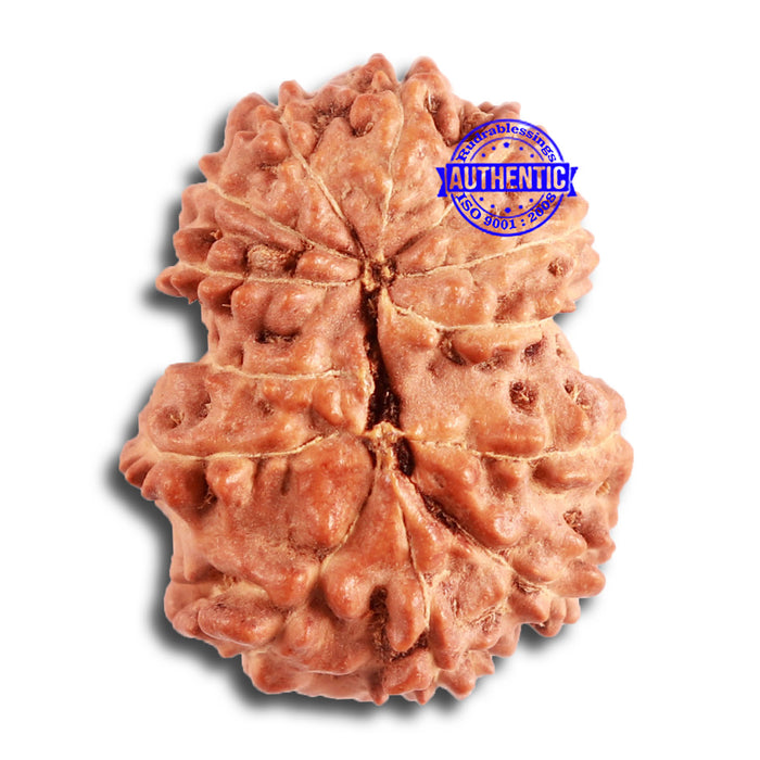 13 Mukhi Indonesian Rudraksha - Bead No. 239