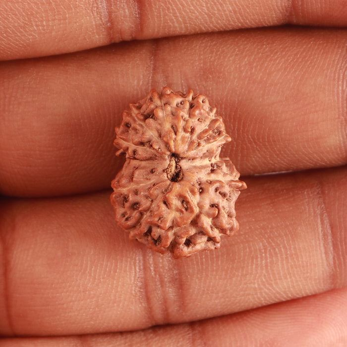 13 Mukhi Indonesian Rudraksha - Bead No. 239