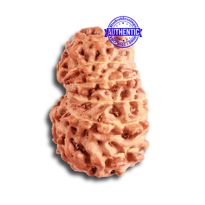 13 Mukhi Indonesian Rudraksha - Bead No. 239