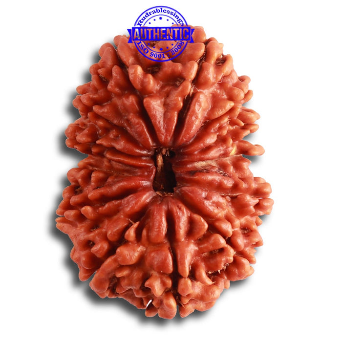 13 Mukhi Nepalese Rudraksha - Bead No. 309