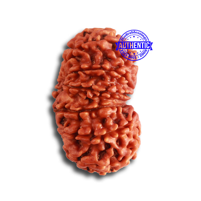 13 Mukhi Nepalese Rudraksha - Bead No. 309
