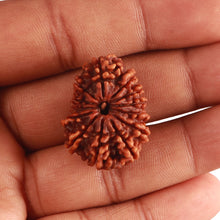 Load image into Gallery viewer, 13 Mukhi Nepalese Rudraksha - Bead No. 312
