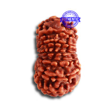 Load image into Gallery viewer, 13 Mukhi Nepalese Rudraksha - Bead No. 312
