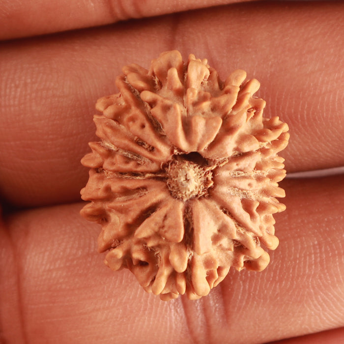 13 Mukhi Nepalese Rudraksha - Bead No. 313