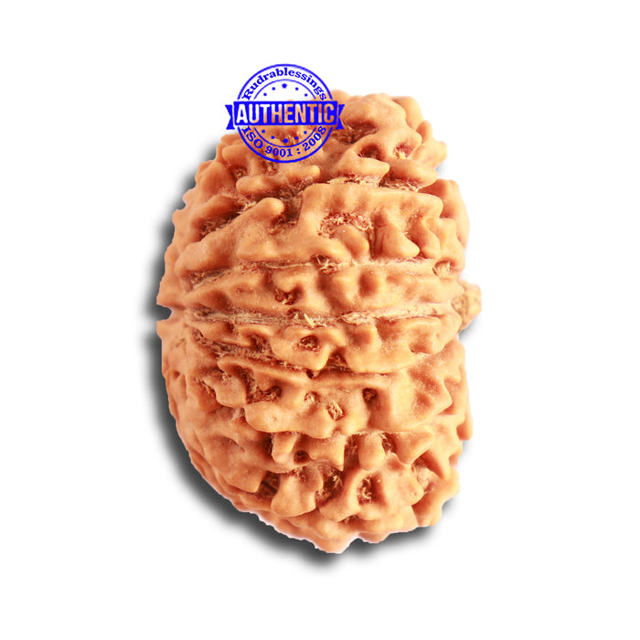 13 Mukhi Nepalese Rudraksha - Bead No. 313