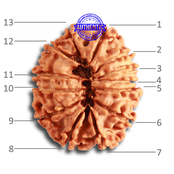 13 Mukhi Nepalese Rudraksha - Bead No. 314