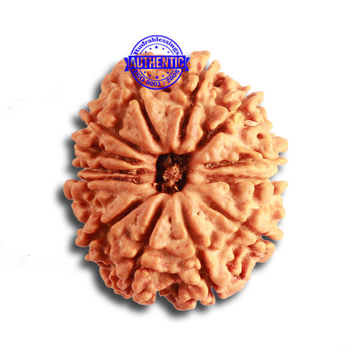 13 Mukhi Nepalese Rudraksha - Bead No. 314