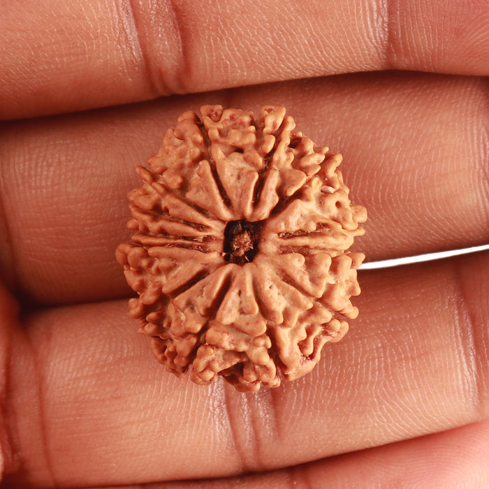 13 Mukhi Nepalese Rudraksha - Bead No. 314