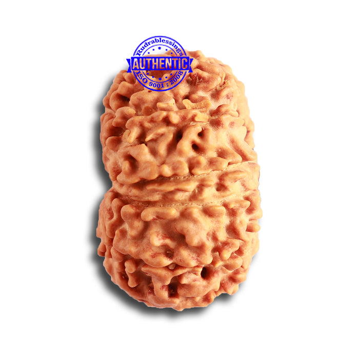 13 Mukhi Nepalese Rudraksha - Bead No. 314