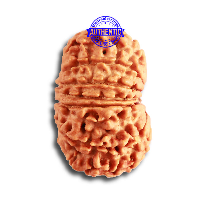 13 Mukhi Nepalese Rudraksha - Bead No. 314