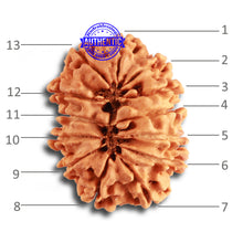 Load image into Gallery viewer, 13 Mukhi Nepalese Rudraksha - Bead No. 315
