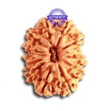 Load image into Gallery viewer, 13 Mukhi Nepalese Rudraksha - Bead No. 315
