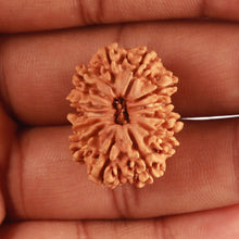 Load image into Gallery viewer, 13 Mukhi Nepalese Rudraksha - Bead No. 315
