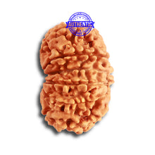 Load image into Gallery viewer, 13 Mukhi Nepalese Rudraksha - Bead No. 315
