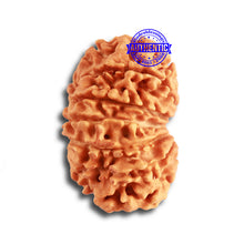 Load image into Gallery viewer, 13 Mukhi Nepalese Rudraksha - Bead No. 315
