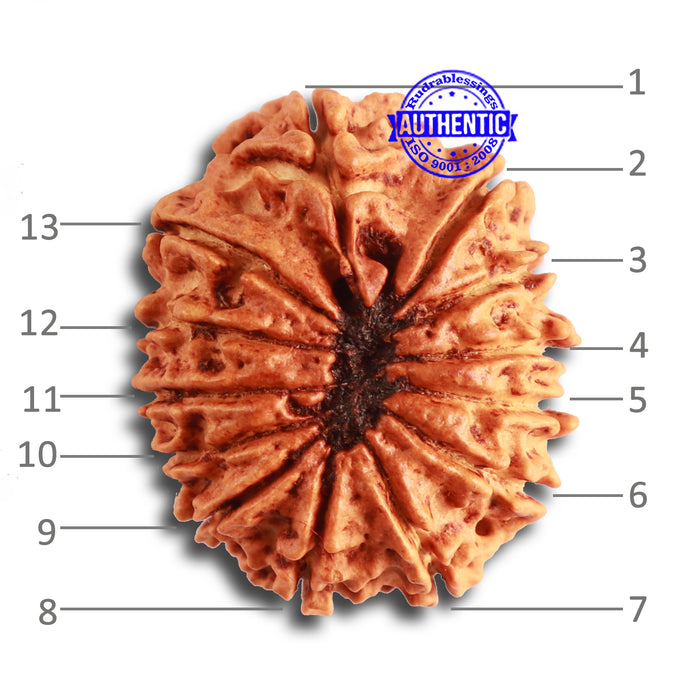13 Mukhi Nepalese Rudraksha - Bead No. 316