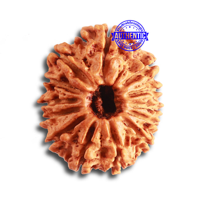 13 Mukhi Nepalese Rudraksha - Bead No. 316