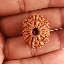 Load image into Gallery viewer, 13 Mukhi Nepalese Rudraksha - Bead No. 316
