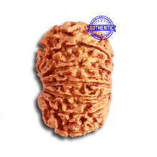 Load image into Gallery viewer, 13 Mukhi Nepalese Rudraksha - Bead No. 316
