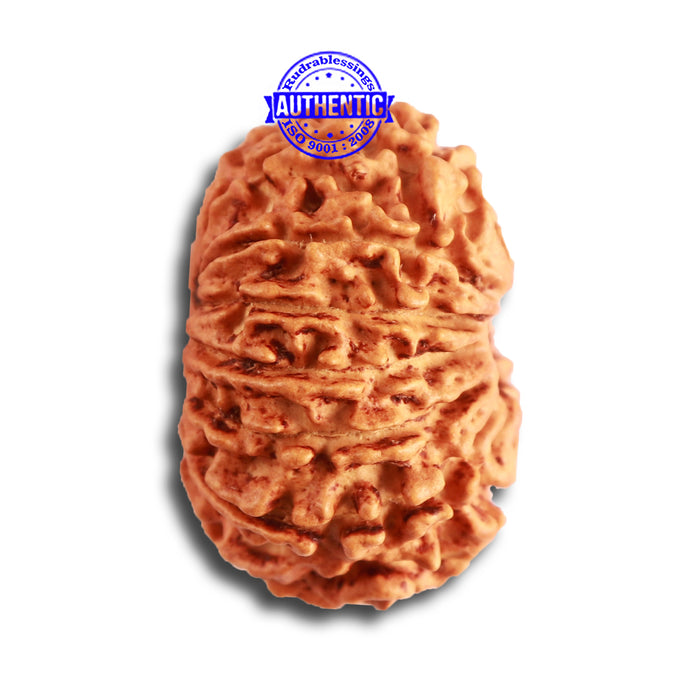 13 Mukhi Nepalese Rudraksha - Bead No. 316