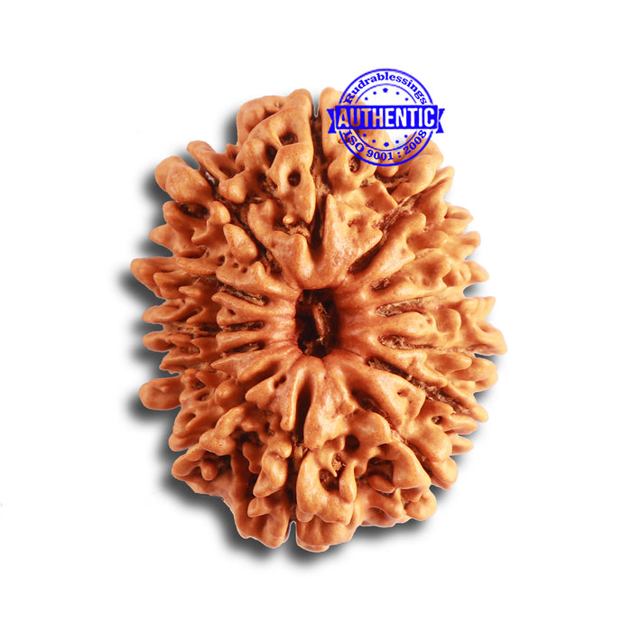 13 Mukhi Nepalese Rudraksha - Bead No. 317