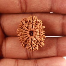 Load image into Gallery viewer, 13 Mukhi Nepalese Rudraksha - Bead No. 317
