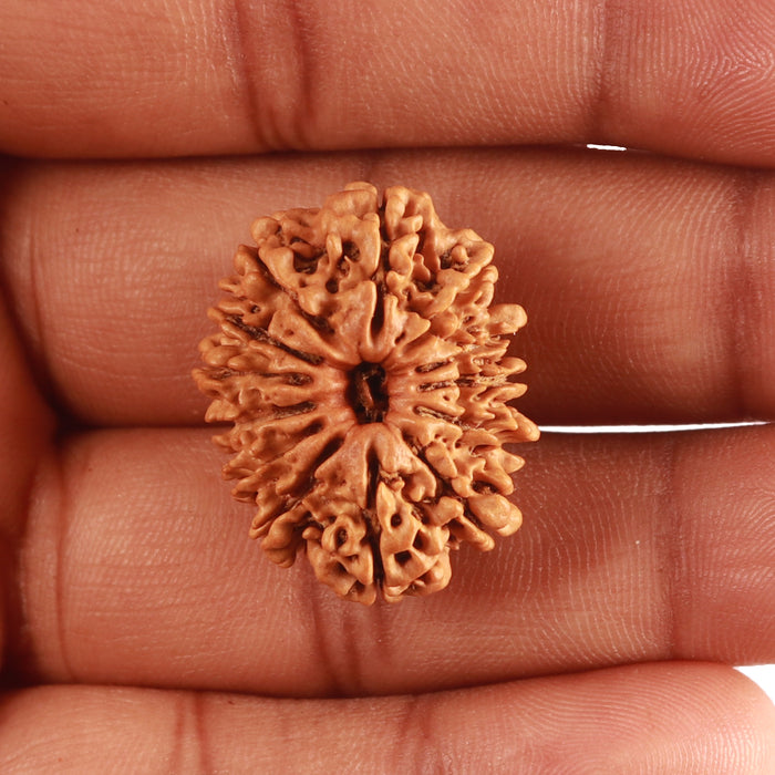 13 Mukhi Nepalese Rudraksha - Bead No. 317