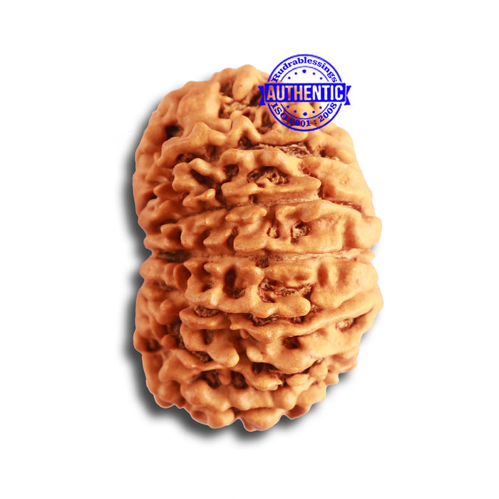 13 Mukhi Nepalese Rudraksha - Bead No. 317
