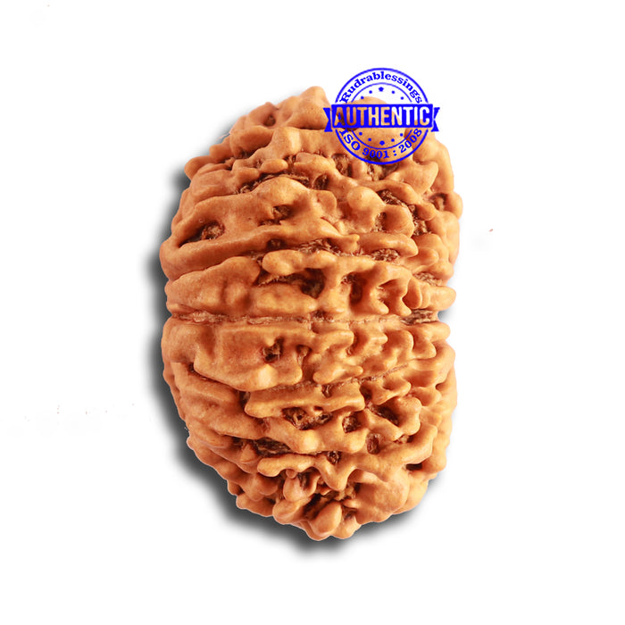 13 Mukhi Nepalese Rudraksha - Bead No. 317