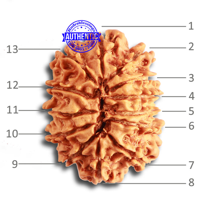 13 Mukhi Nepalese Rudraksha - Bead No. 318