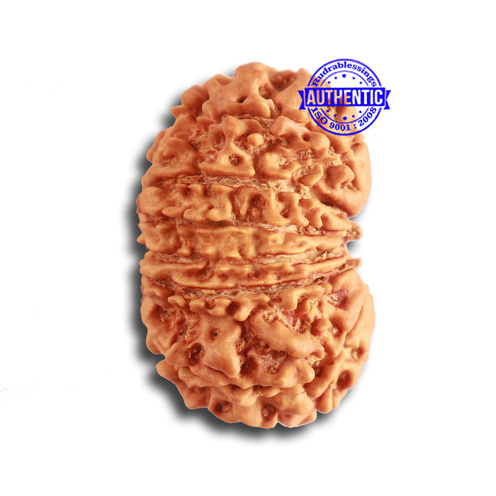 13 Mukhi Nepalese Rudraksha - Bead No. 318