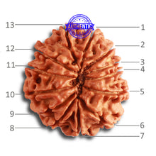Load image into Gallery viewer, 13 Mukhi Nepalese Rudraksha - Bead No. 319
