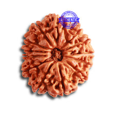Load image into Gallery viewer, 13 Mukhi Nepalese Rudraksha - Bead No. 319
