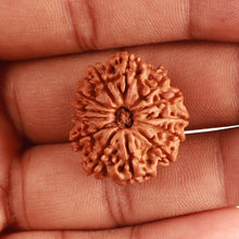 Load image into Gallery viewer, 13 Mukhi Nepalese Rudraksha - Bead No. 319

