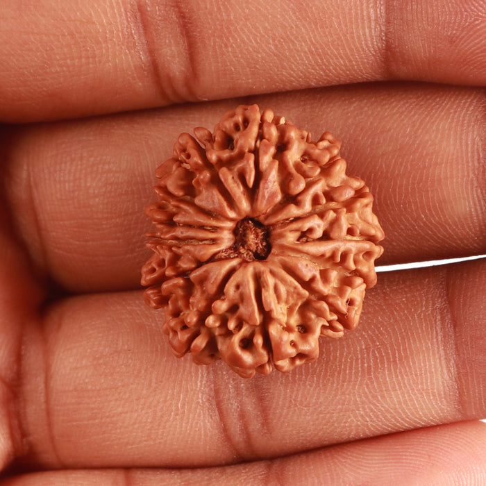 13 Mukhi Nepalese Rudraksha - Bead No. 319