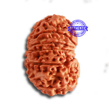 Load image into Gallery viewer, 13 Mukhi Nepalese Rudraksha - Bead No. 319
