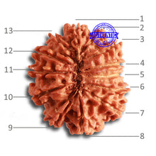 Load image into Gallery viewer, 13 Mukhi Nepalese Rudraksha - Bead No. 320
