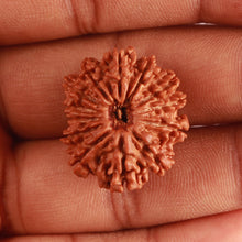 Load image into Gallery viewer, 13 Mukhi Nepalese Rudraksha - Bead No. 320
