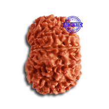 Load image into Gallery viewer, 13 Mukhi Nepalese Rudraksha - Bead No. 320
