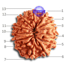 Load image into Gallery viewer, 13 Mukhi Nepalese Rudraksha - Bead No. 321
