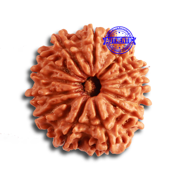13 Mukhi Nepalese Rudraksha - Bead No. 321