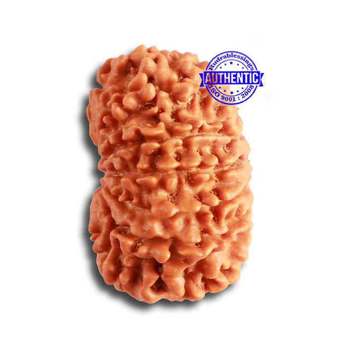 13 Mukhi Nepalese Rudraksha - Bead No. 321