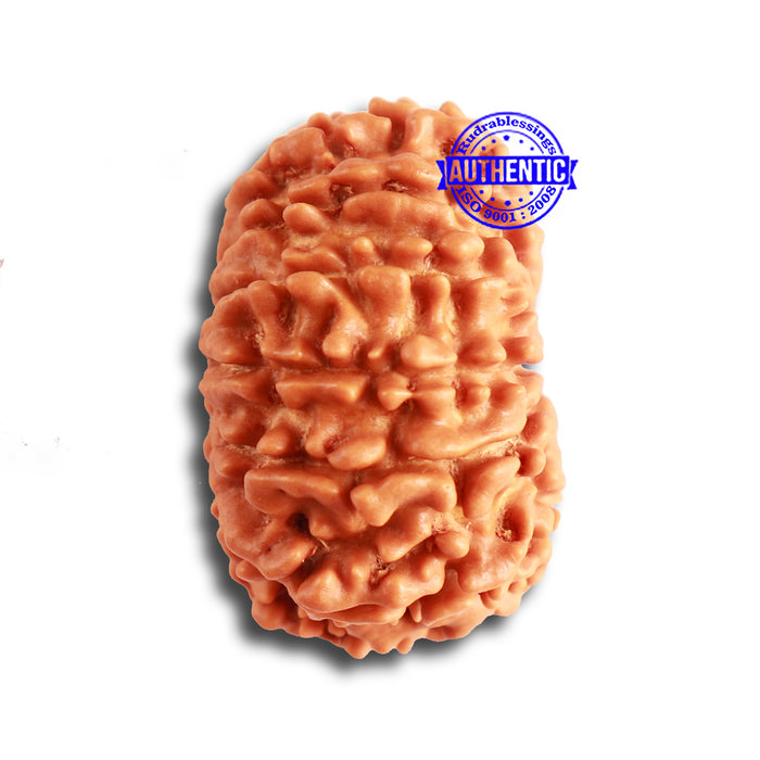 13 Mukhi Nepalese Rudraksha - Bead No. 321