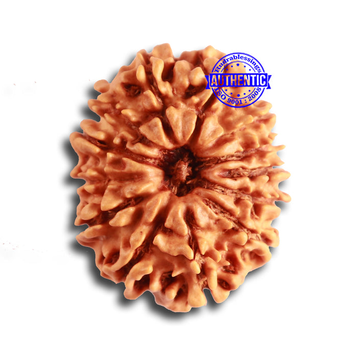 13 Mukhi Nepalese Rudraksha - Bead No. 322