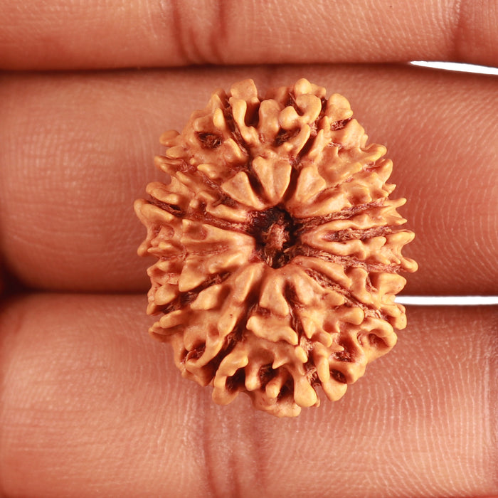 13 Mukhi Nepalese Rudraksha - Bead No. 322