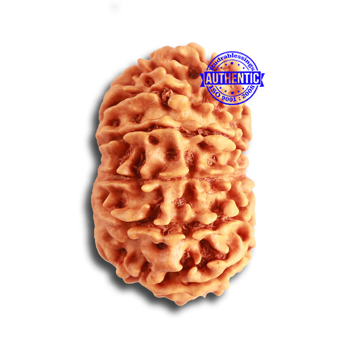 13 Mukhi Nepalese Rudraksha - Bead No. 322