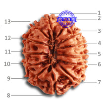 Load image into Gallery viewer, 13 Mukhi Nepalese Rudraksha - Bead No. 324

