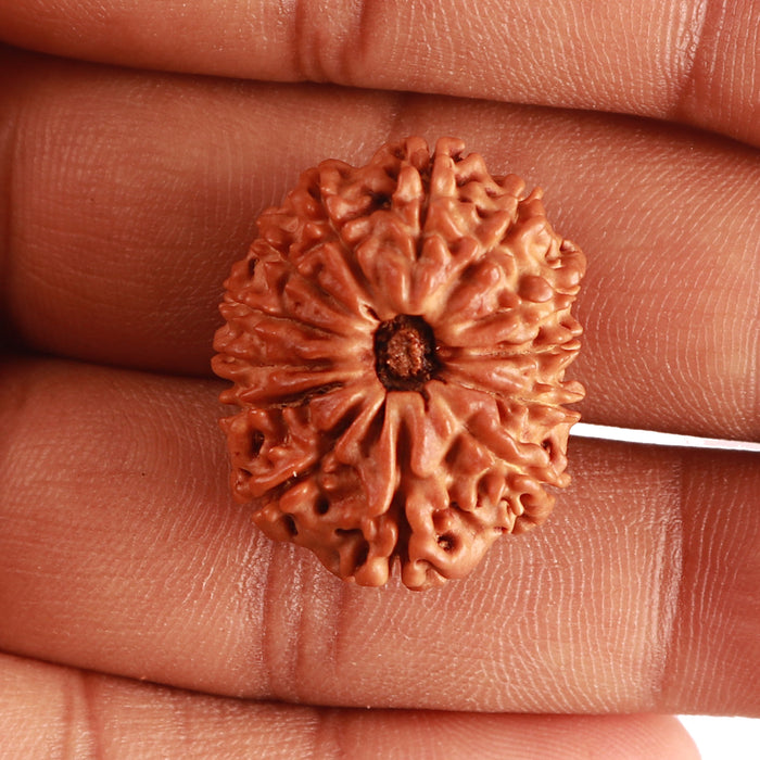 13 Mukhi Nepalese Rudraksha - Bead No. 324